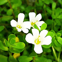 Brahmi
